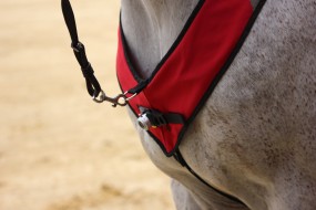 HORSELIGHT Pferdebeleuchtung Pferdeleuchte Reitlicht Basis Set NS