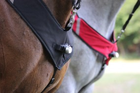HORSELIGHT Pferdebeleuchtung Pferdeleuchte Reitlicht Deluxe NS