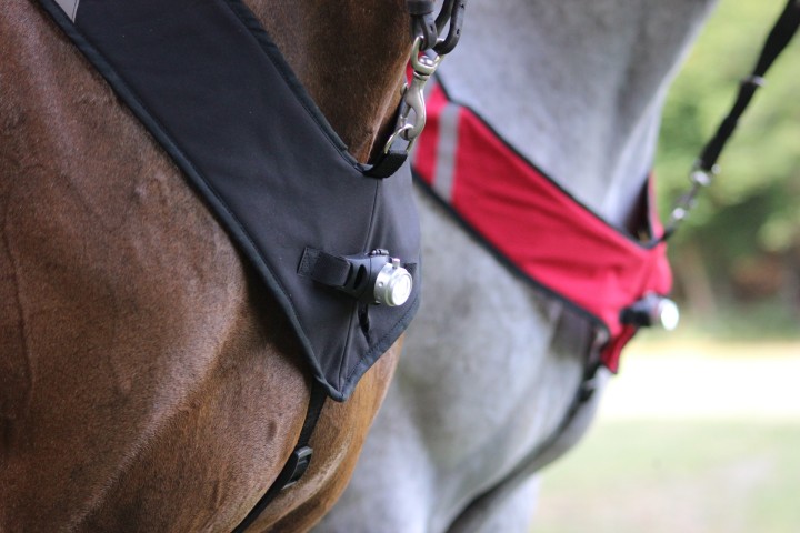 Grün iTemer 1 LED Pferdegeschirr Pferde Brustgurt mit LED Licht Punktlicht Pferdegeschirr Pferde Robuste und Komfortable Sicherheitsausrüstung beim Reiten für sichtbares Pferd 